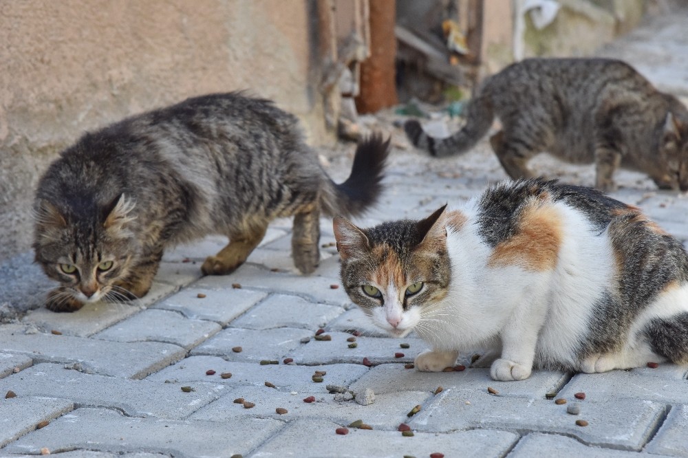 Salgın sebebi ile kedi ve köpekler sokağa terk ediliyor 