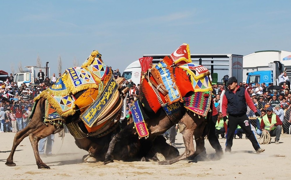 Salihli deve güreşleriyle renklenecek 