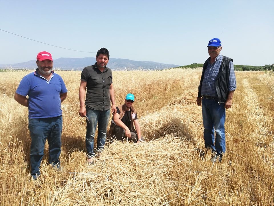 Salihli Ovası’nda dane kaybına karşı sıkı denetim 