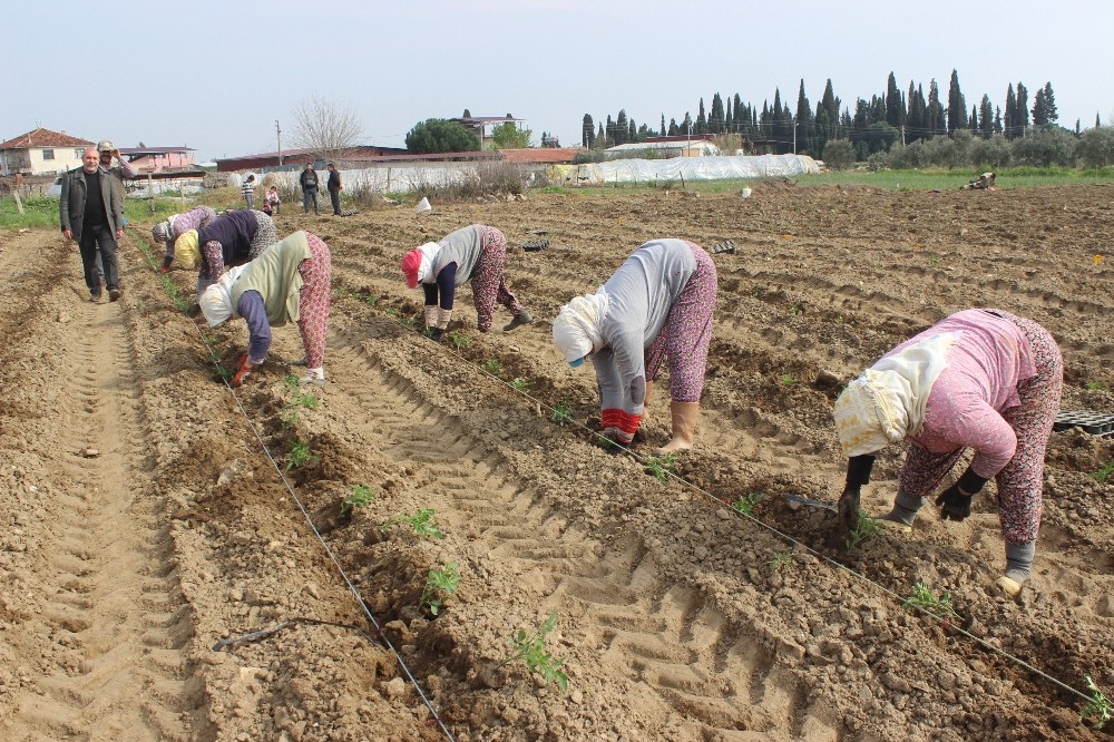 Salihli Ovası’nda “Kırmızı Altında” dikim zamanı 