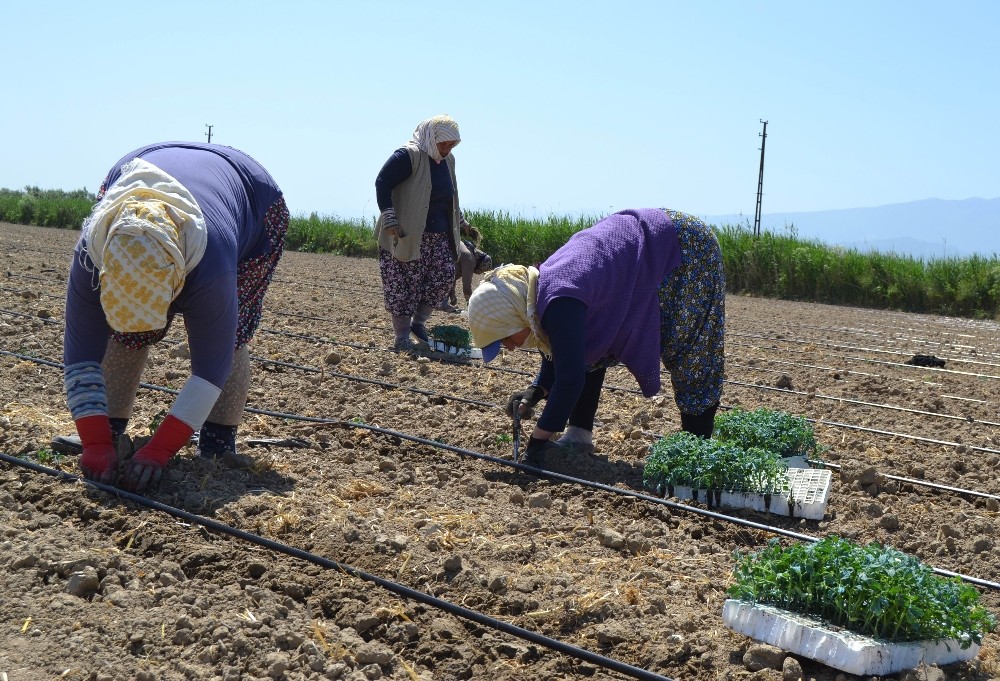 Salihli’de işçi ve biçerdöver fiyatları belirlendi 