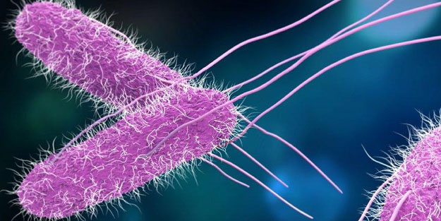 Salmonella nedir? Belirtileri nelerdir? Çikolatada ikinci salmonella vakası