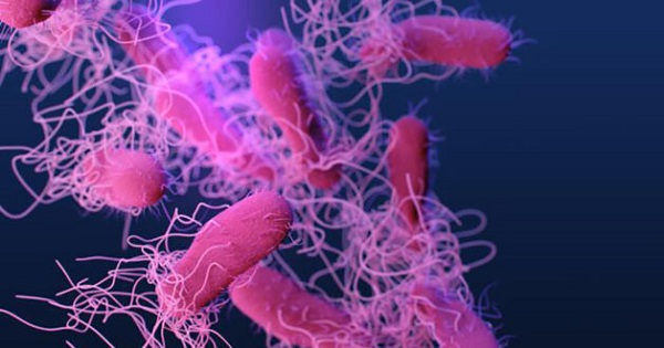 Salmonella nedir? Salmonella salgını mı başladı?