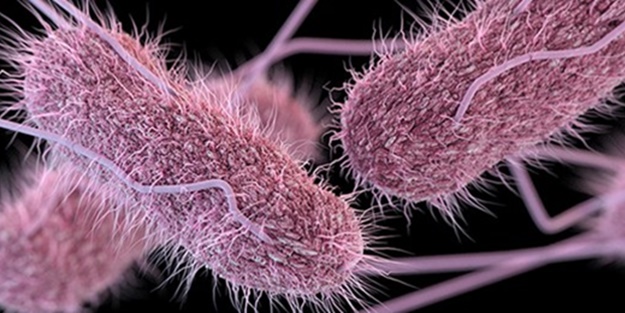 Salmonella öldürüyor, Listeria süründürüyor