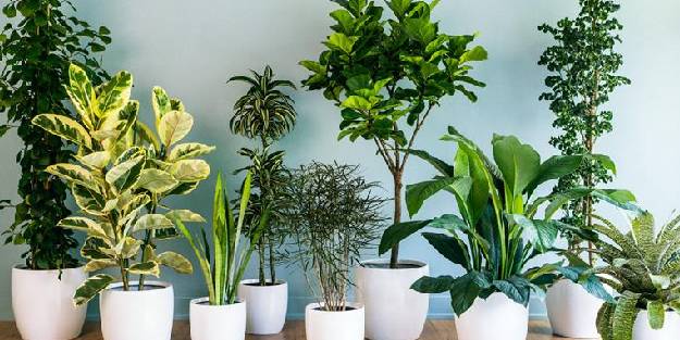 Salon bitkileri nasıl bakılır?