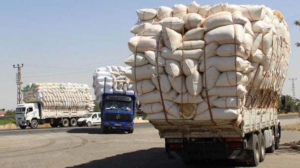 Saman fiyatları arpa ve buğdaya yaklaştı