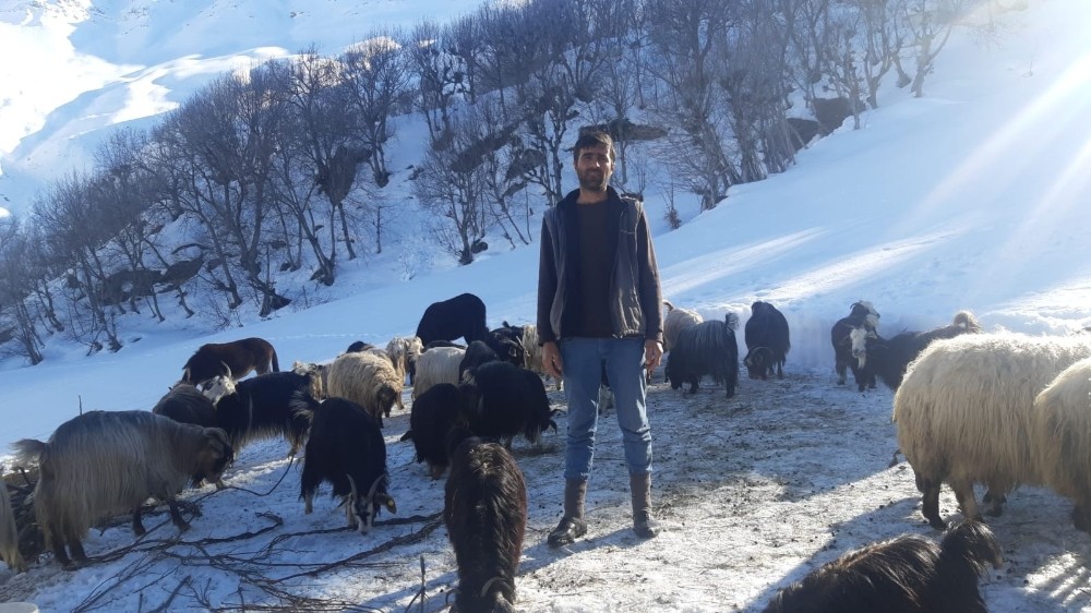 Saman fiyatları arttı, besici zor durumda kaldı 