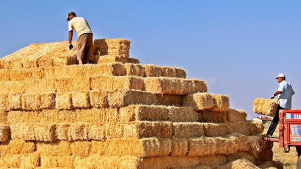 Saman fiyatlarındaki yükseliş ithalatla engelledi