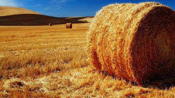 Saman kara borsaya düştü, 9 bin ton ithal ediliyor