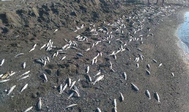 Samandağ sahilinde binlerce balık öldü