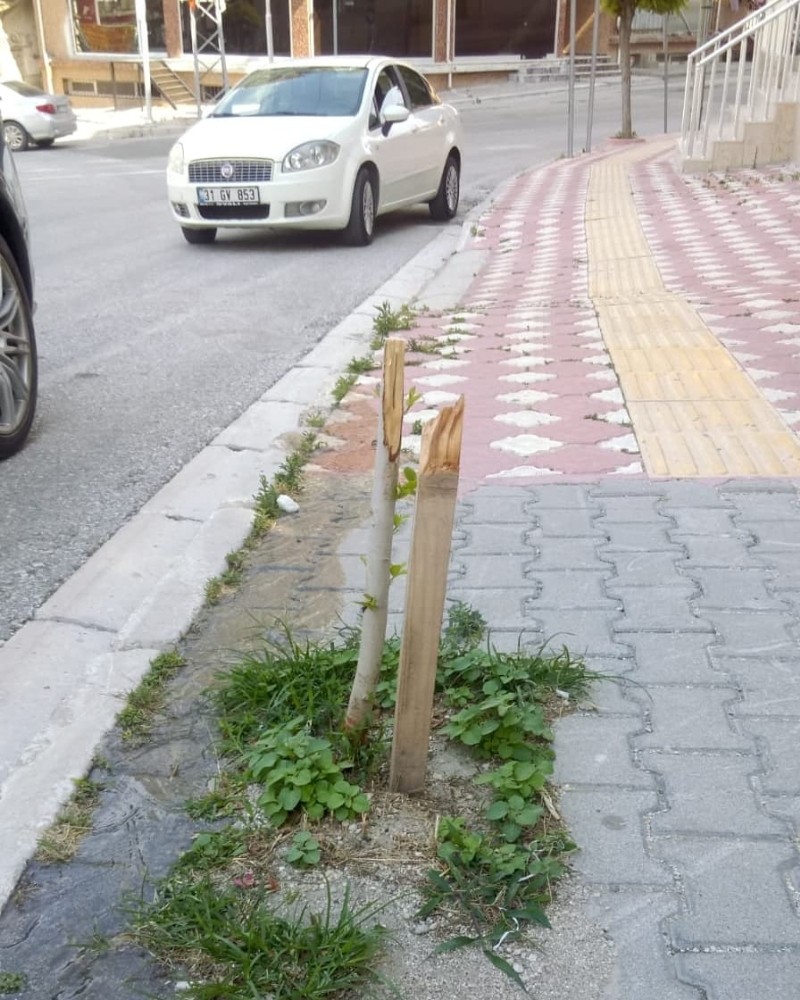Samandağ’da kimliği belirsiz kişiler, park ve yollardaki ağaçlara zarar verdi 
