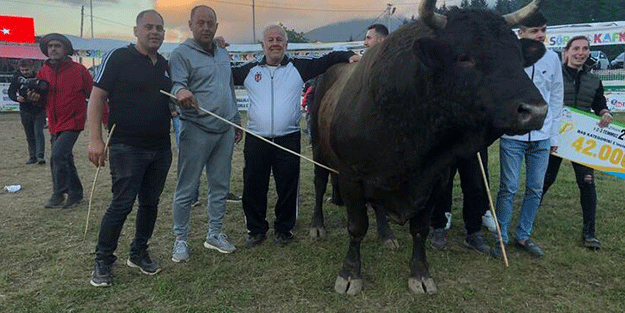 Şampiyon boğa rekor ev fiyatına satıldı