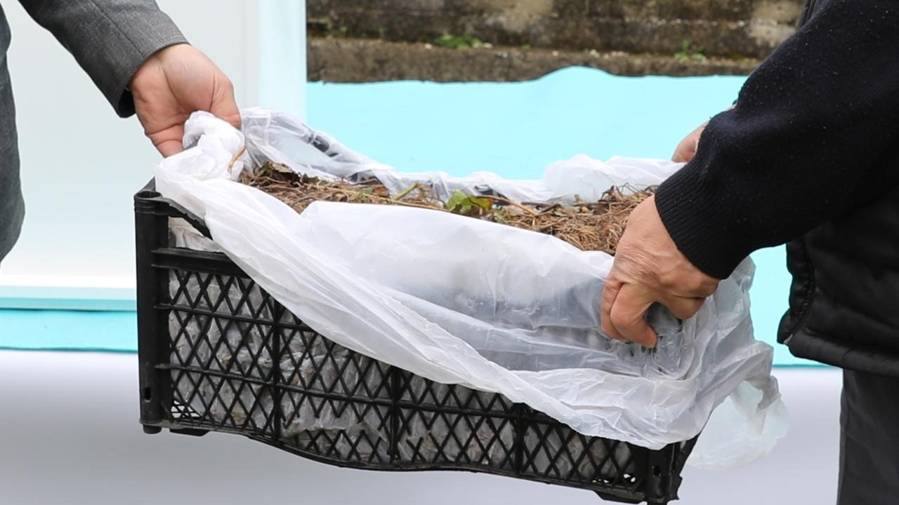 Samsun Büyükşehir Belediyesi’nden Alaçamlı çilek üreticilerine 1,5 milyon liralık destek