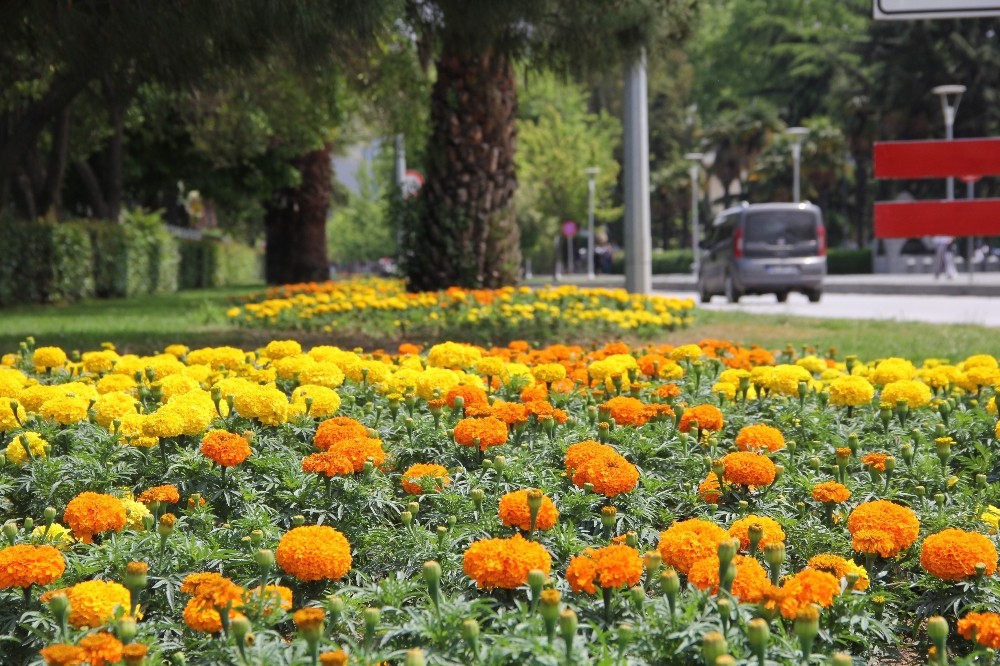 Samsun çiçek açtı 