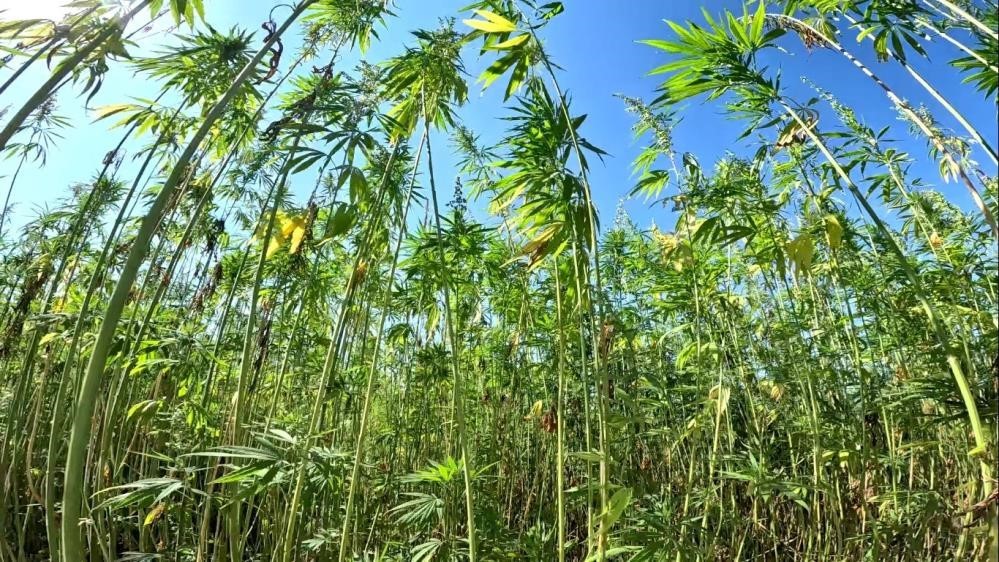 Samsun, Türkiye'nin kenevir üssü olmaya devam edecek