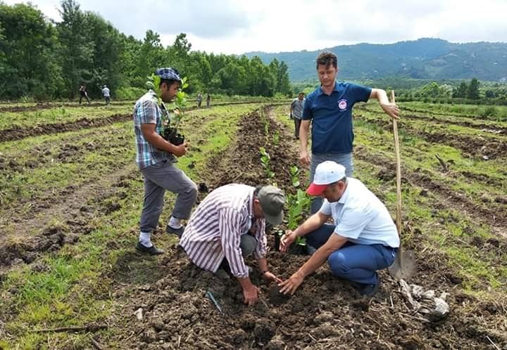 Samsun’a süper meyve aronia bahçesi kuruldu 