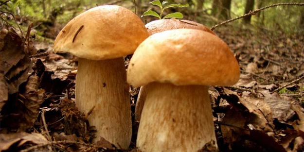 8 kişi mantardan zehirlendii