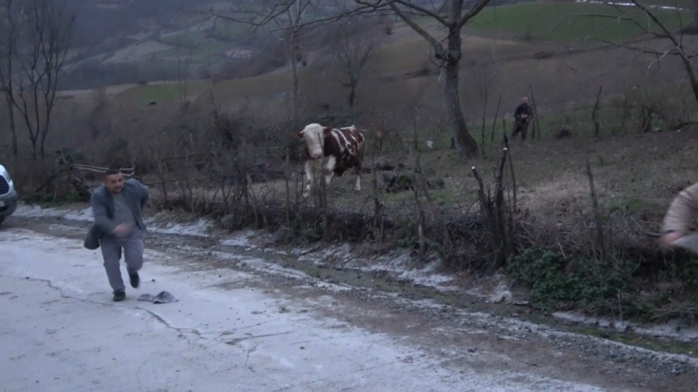 Samsun’da aksiyon filmlerini aratmayacak boğa kovalaması 