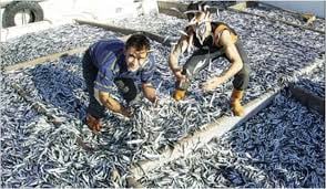 Samsun'da balıkçılar 'Vira bismillah' dedi