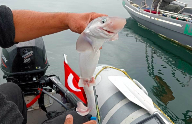 Samsun’da balıkçıların oltasına köpekbalığı takıldı!