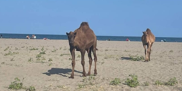 Samsun'da başıboş develer sahile indi! Çöpleri yedi