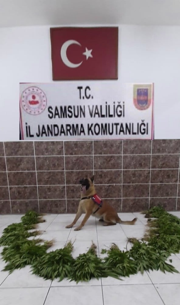 Samsun’da bin 824 kök kenevir ele geçirildi 