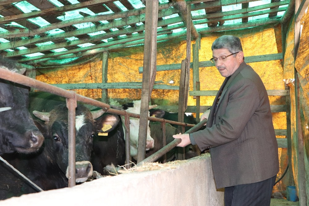 Samsun’da büyükbaş hayvan dolandırıcılığı iddiası: ’220 bin TL’lik vurgun’ 