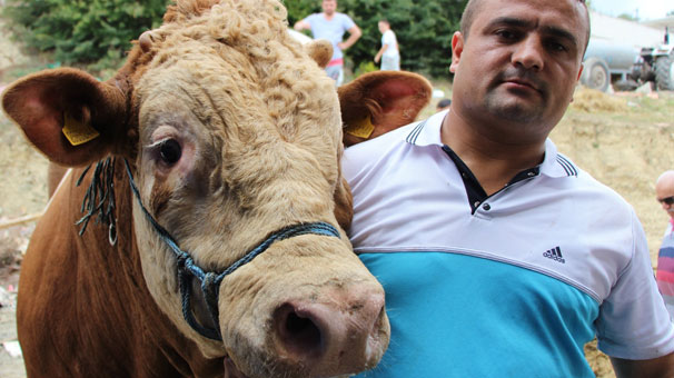 Samsun'da dev boğayı alana yanında 3 boğa hediye!