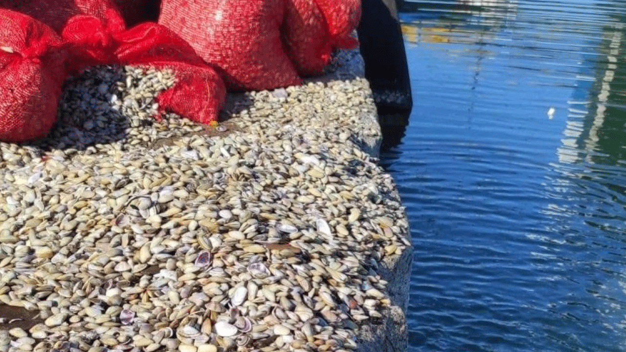 Samsun’da ele geçirildi! Tamı tamına 1,5 ton