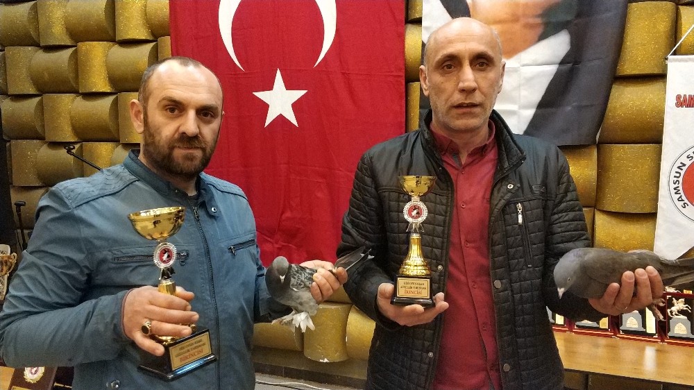 Samsun’da güvercin güzellik yarışması düzenlendi 