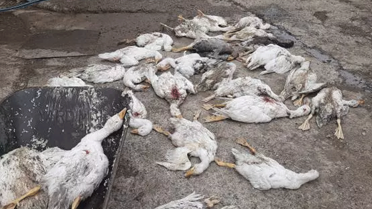 Samsun'da ilginç olay: Çay kenarında otlayan 26 kaz birden telef oldu!