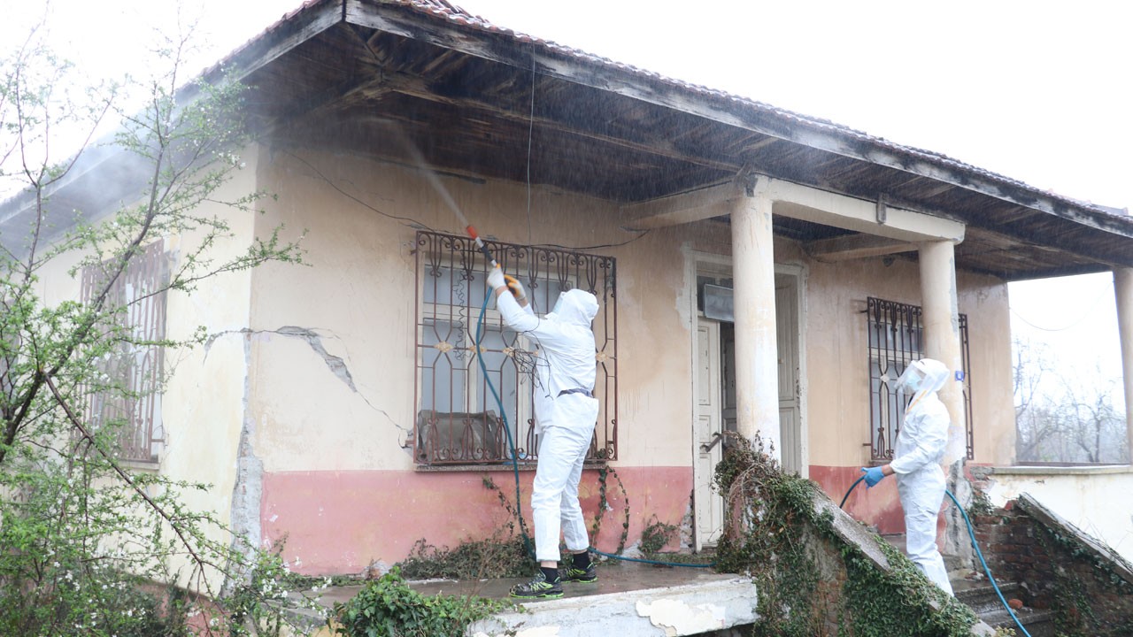 Samsun’da kahverengi kokarca seferberliği!