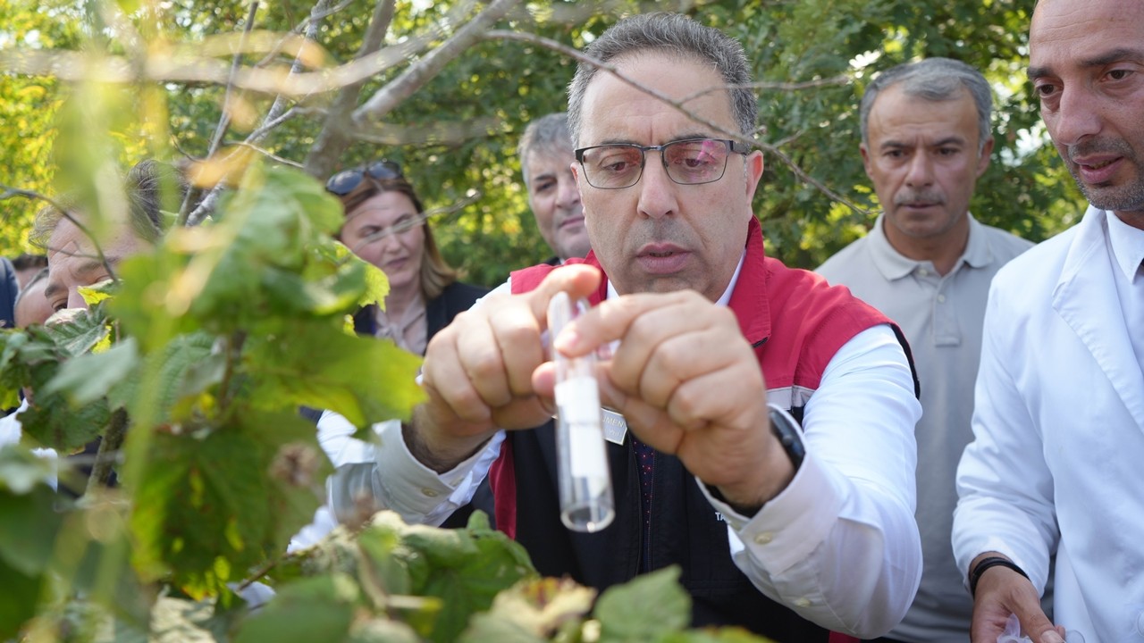 Samsun’da kahverengi kokarcayla biyolojik mücadele