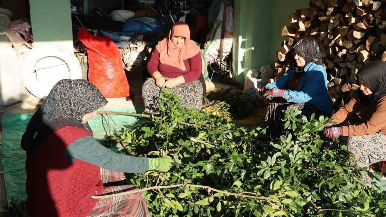 Kilosu 35 TL'den satılıyor! Defne yaprağı nedir? Faydaları nelerdir?