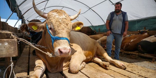 Samsun'da kurbanlık boğanın teptiği kişi ağır yaralandı