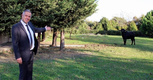 Samsun’da manda, üniversite kampüsünü mesken tuttu