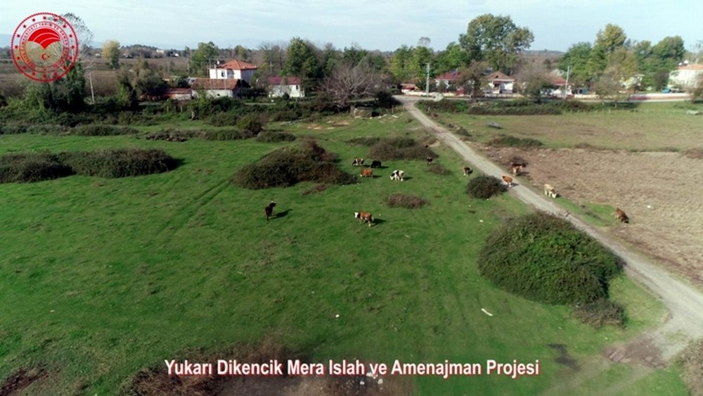 Samsun’da meralarda hayvan otlatma sezonu açıldı 