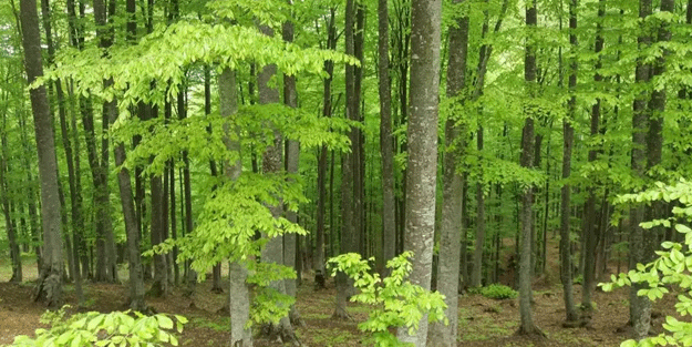 Samsun'da ormanlara girişlere geçici yasak