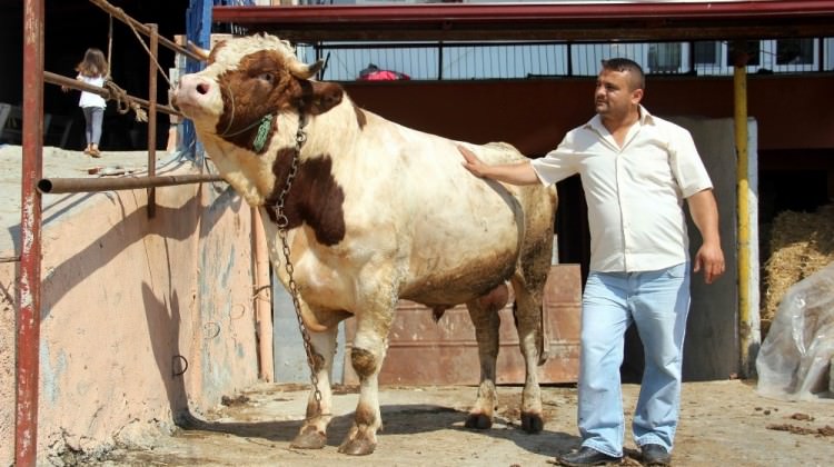 Samsun’da otomobil fiyatına kurbanlık boğa!