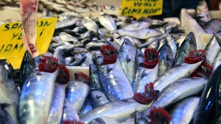 Samsun'da palamut patlaması yaşanıyor