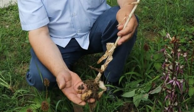 Samsun'da toplanması yasak! Kilosu 50 TL'den satıldı