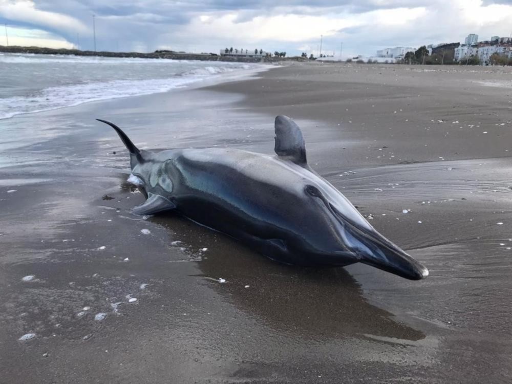 Samsun'da üzücü görüntü