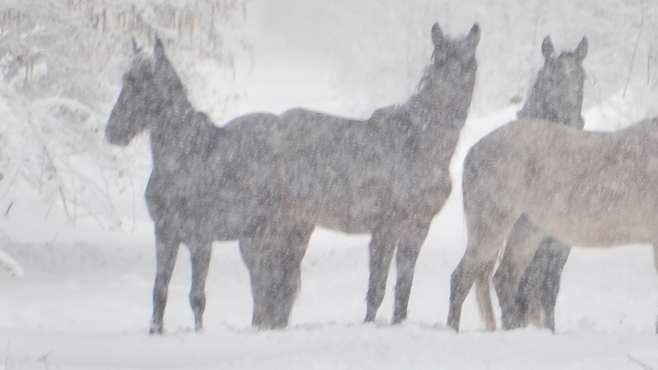 Samsun’da yaban hayvanları için yemleme çalışması