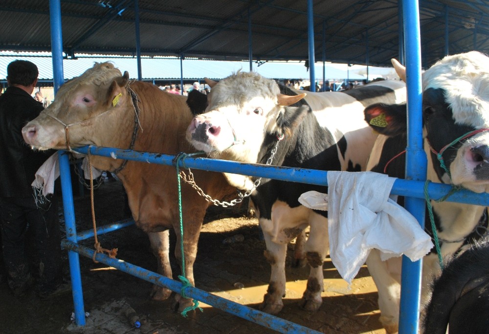 Samsun’daki hayvan pazarları açıldı 