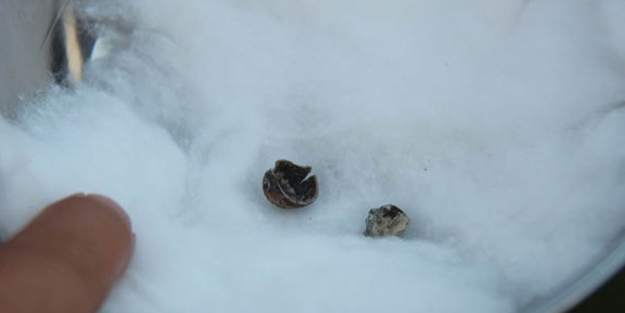 Samsun'daki kazıda 3 bin yıllık fındık bulundu!