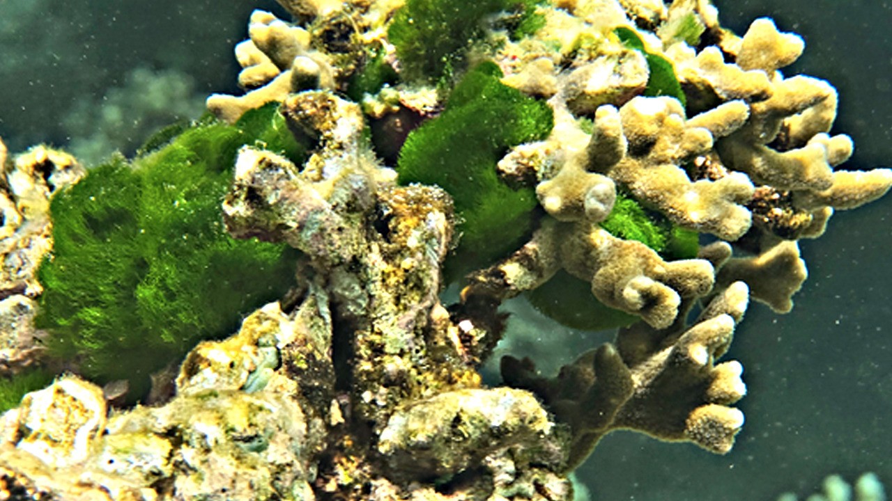 Samsung’un Galaxy teknolojisiyle bu kez mercan resifleri koruma altında