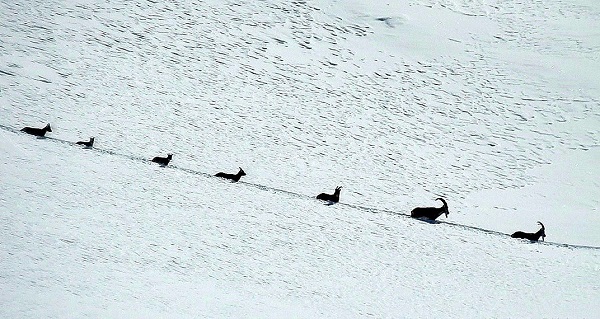 Şamua sürüsü göç yolunda