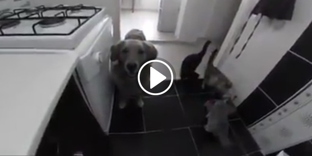 'Sana mama yok!' denilen köpeğin tepkis