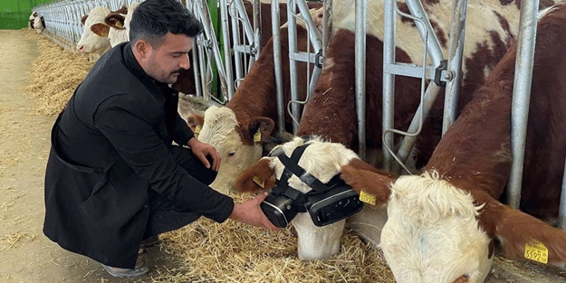 Sanal gerçeklik gözlüğüyle süt verimi arttı