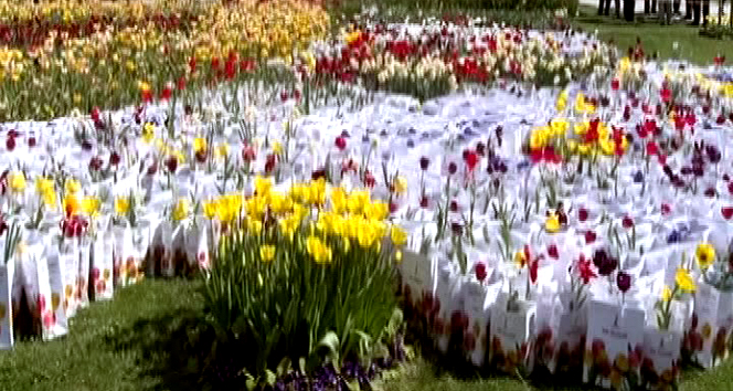 Sancaktepe Belediyesi'nde rengarenk lale festivali